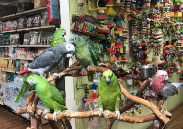 Beautiful Exotic Parrots Available – Hand-Raised & Healthy