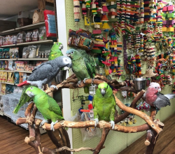 Beautiful Exotic Parrots Available – Hand-Raised & Healthy