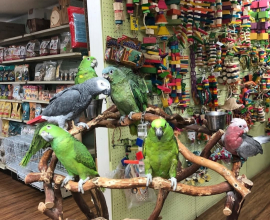Beautiful Exotic Parrots Available – Hand-Raised & Healthy