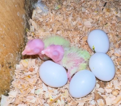 Fertile Parrots Eggs For Sale