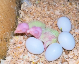 Fertile Parrots Eggs For Sale