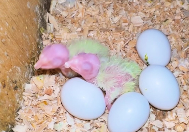 Fertile Parrots Eggs For Sale